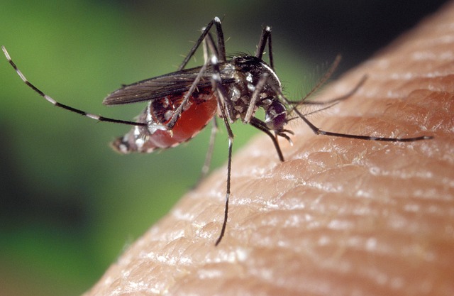Aedes aegypti mosquito attacks Singapore - 6,600 Cases of Dengue so far