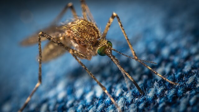 Bad mosquito population successfully suppressed using SIT - A study