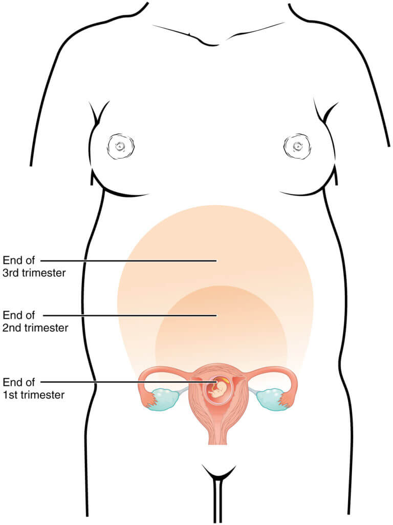 Stage of pregnacy, trimester o fpregnany, size of uterus during prenancy, changes in uterus during pregnancy,