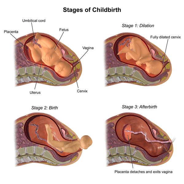 stages of childbirth