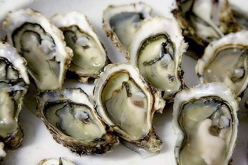 oyster, greate food